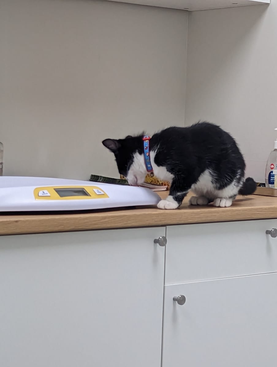 A black and white cat beside the pet weighing scale on the exam room counter