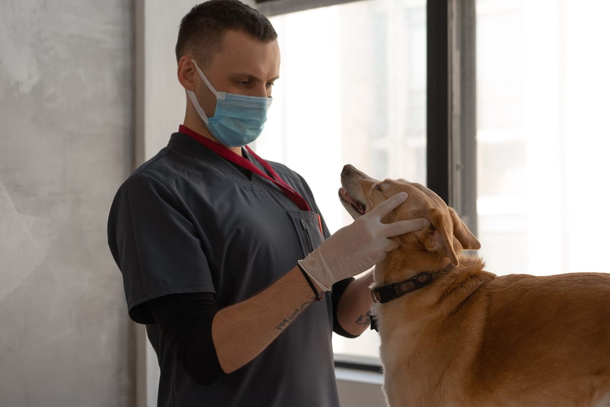 A veterinarian in scrubs and gloves examining a golden dog